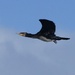 CORMORANT