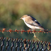 White-winged Triller at Water Treatment Plant Broome