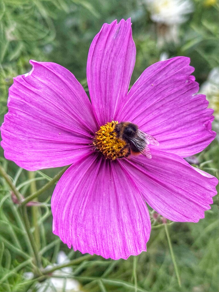 Cosmos by phil_sandford