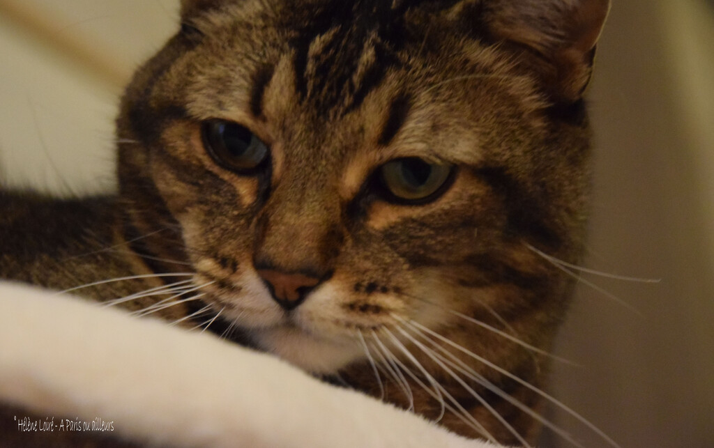 hello by parisouailleurs