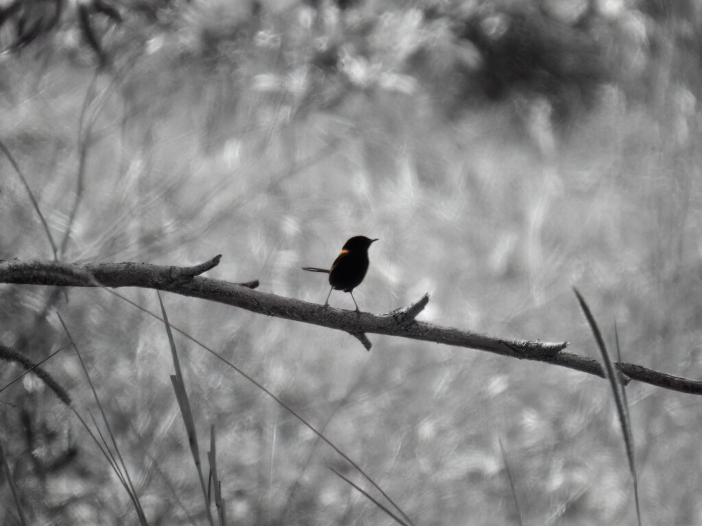 selective colour by koalagardens