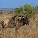 Wildebeest 