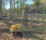 1st Oct 2025 - smelly smokebush