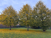 3rd Oct 2025 - Fallen Leaves Beneath Three Trees