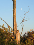2nd Oct 2025 - Dead tree and moon