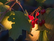 3rd Oct 2025 - cranberry viburnum