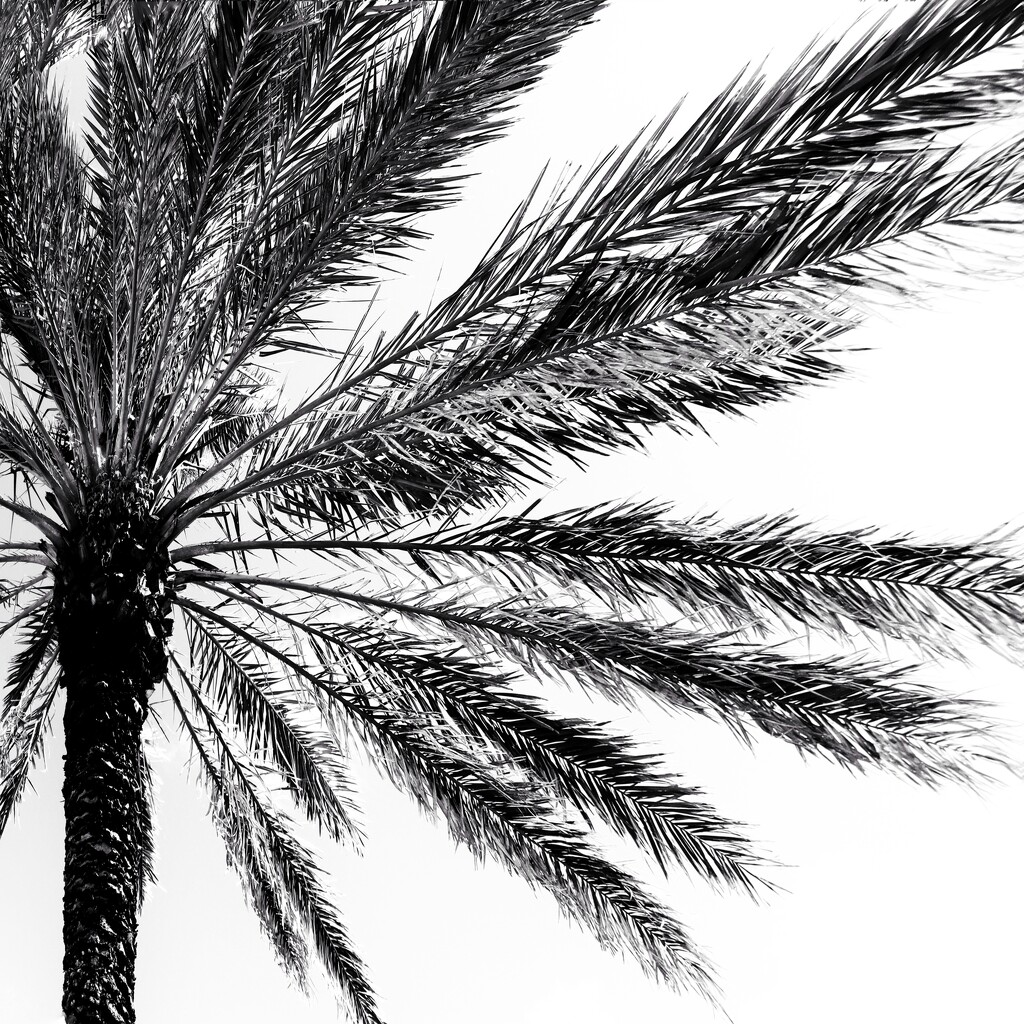 Autumn leaves of sunny Florida  by joemuli