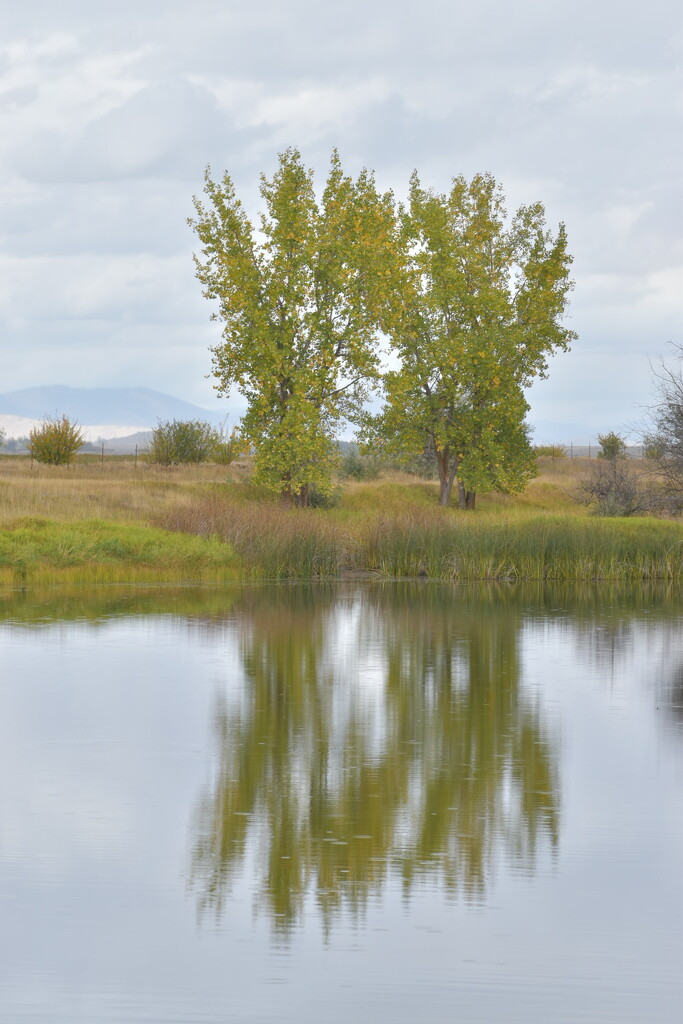 Seasonal Reflections  by bjywamer