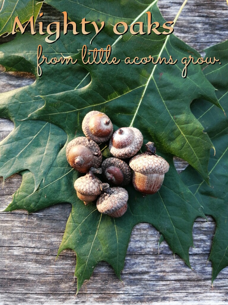 WSL-33 Entry  by princessicajessica