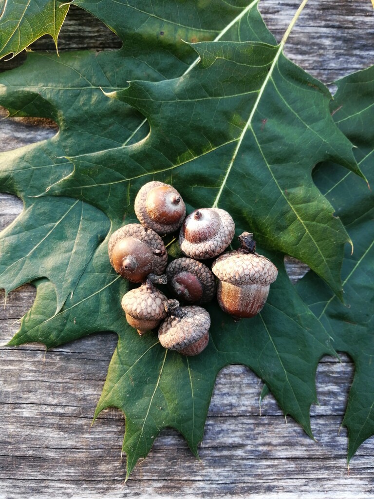 Oak Leaves and Acorns  by princessicajessica