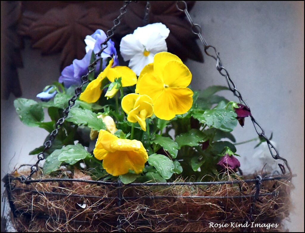 Pansies through the window by rosiekind