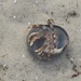 HERMIT CRAB