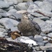 GREAT SKUA WITH DINNER