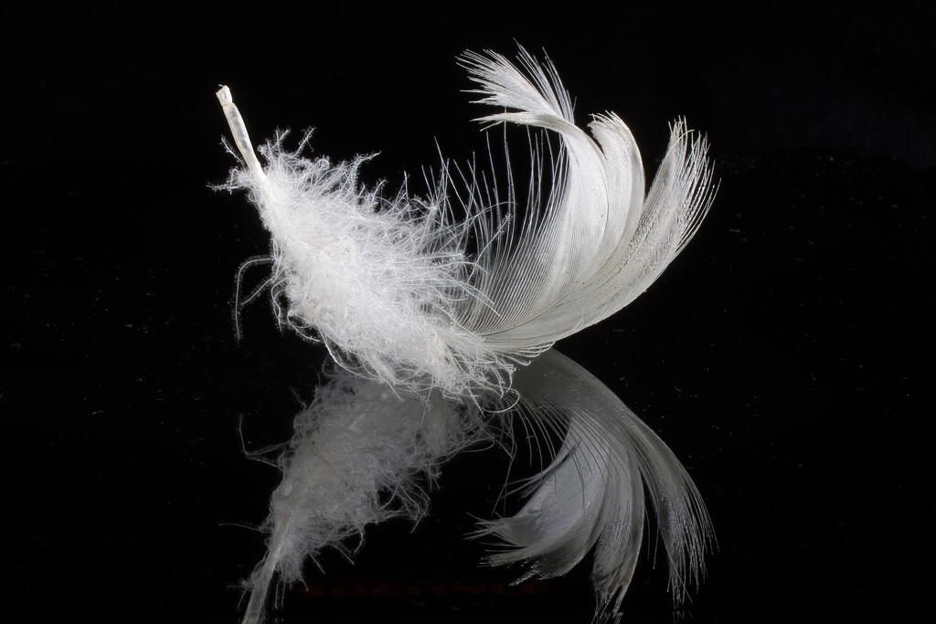 Echo of the Swan by okvalle