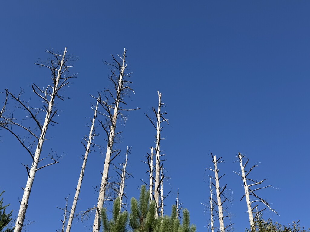 Standing Tall by lisab514