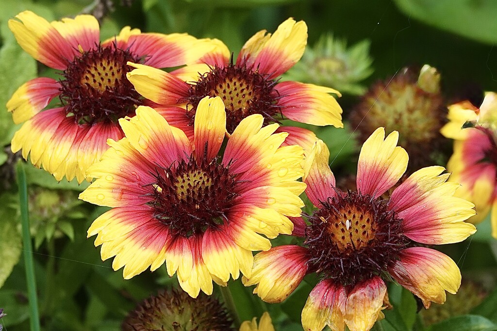 Garden Flowers by carole_sandford