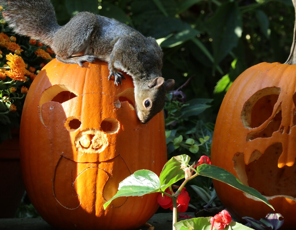 Not Spooked by 365projectorgheatherb