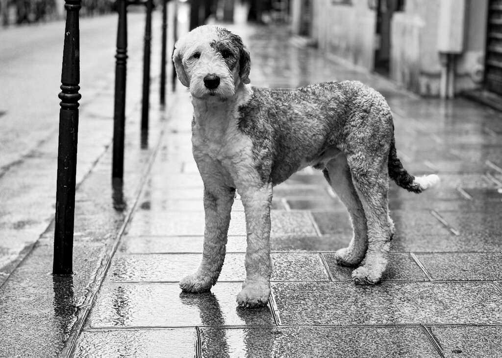 Dogs of Paris 2 by brigette