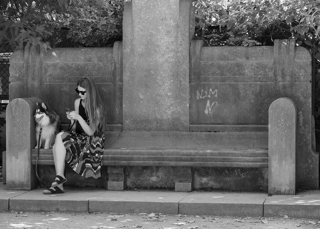 Dogs of Paris 4 by brigette