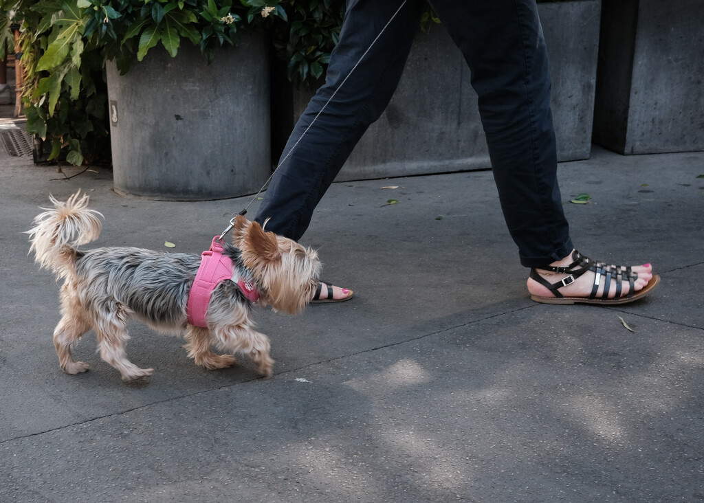 Dogs of Paris 5 by brigette