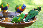 5th Oct 2025 - Bathtime With The Rainbows