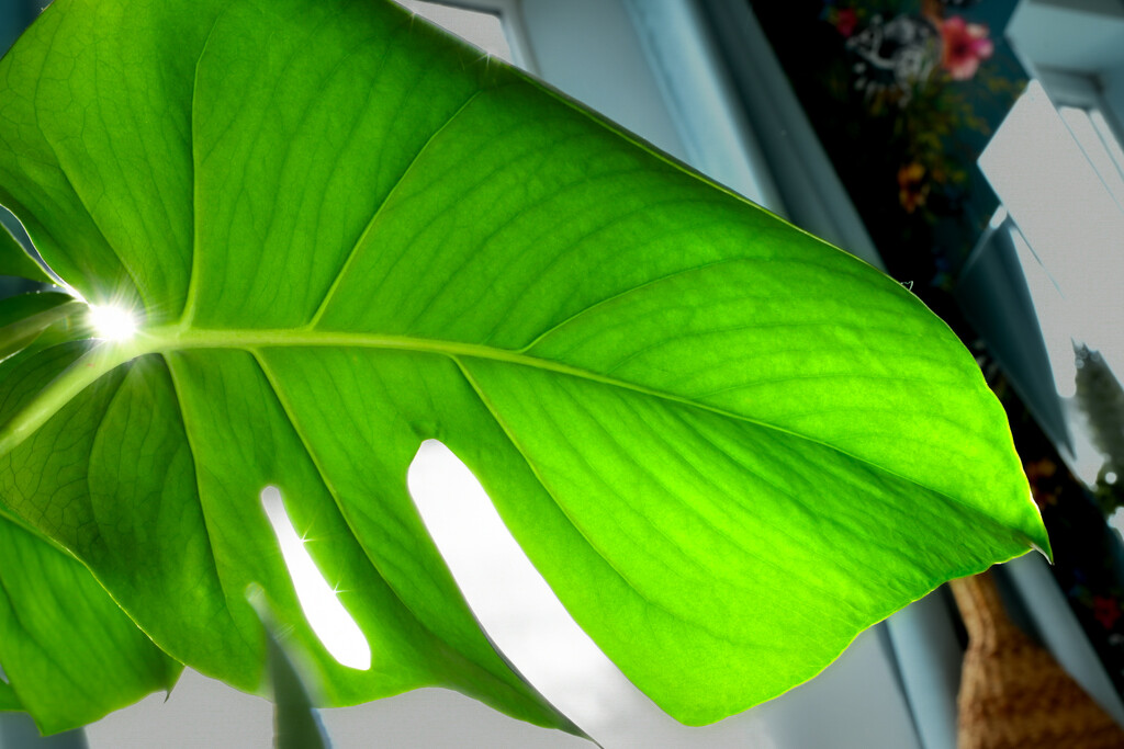 Monstera Deliciosa Leaf by leonieruth