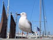 21st Sep 2025 - Sailing soon