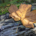 Maple leaf on a log by helstor365