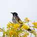 New Holland HoneyeaterPA057139 by merrelyn