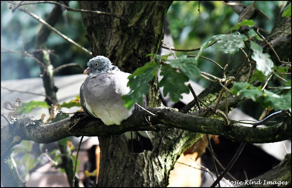 Sitting in the tree by rosiekind