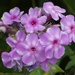 Garden Phlox by fishers
