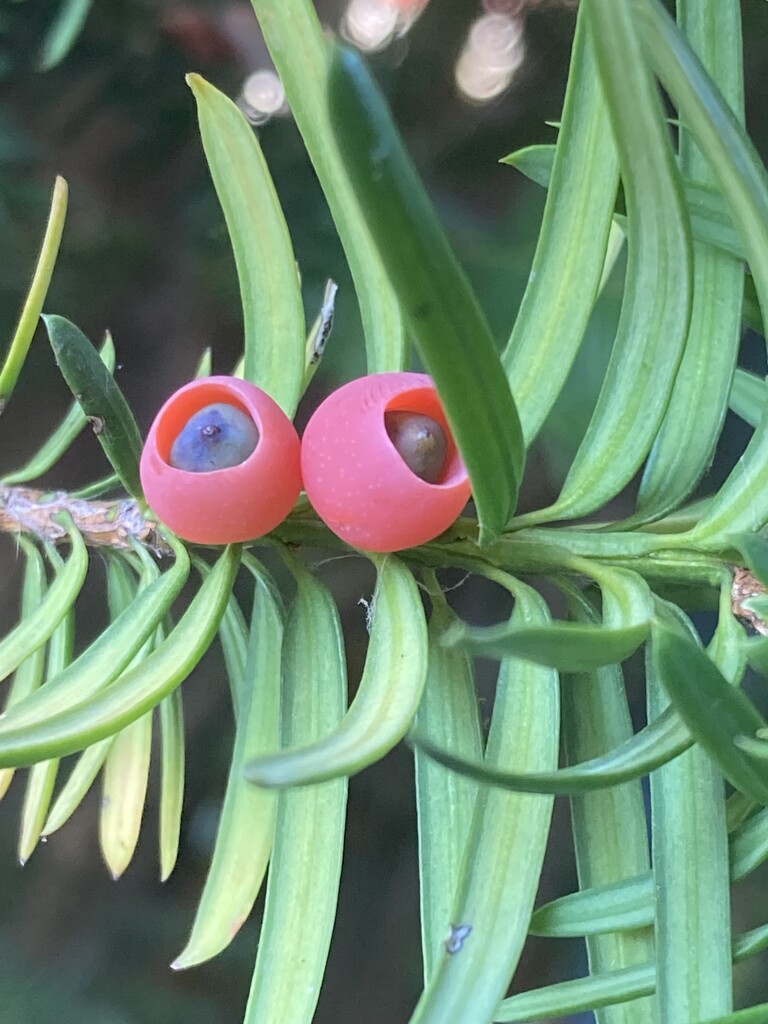 Yew Berries by spanishliz