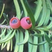 Yew Berries by spanishliz