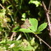 Speckled Wood