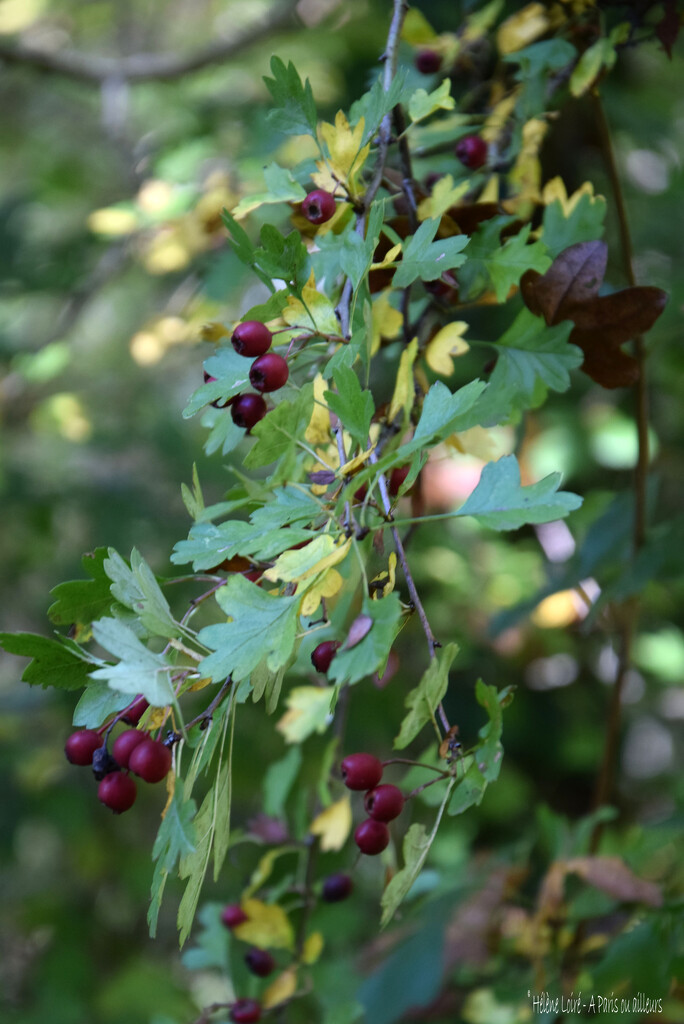 berries by parisouailleurs