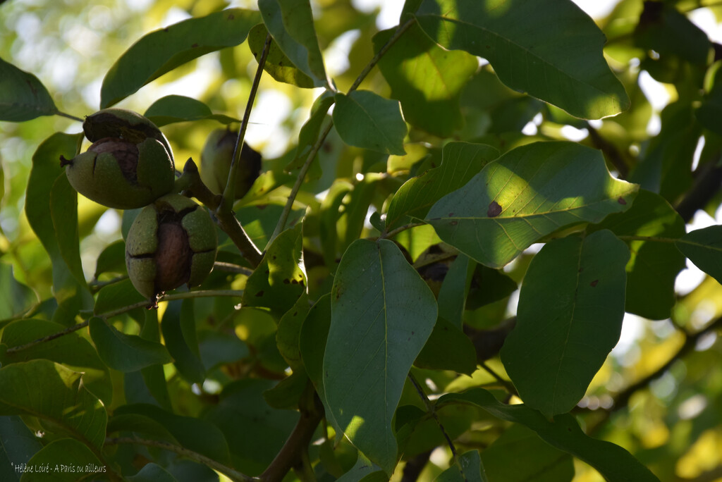 walnut by parisouailleurs
