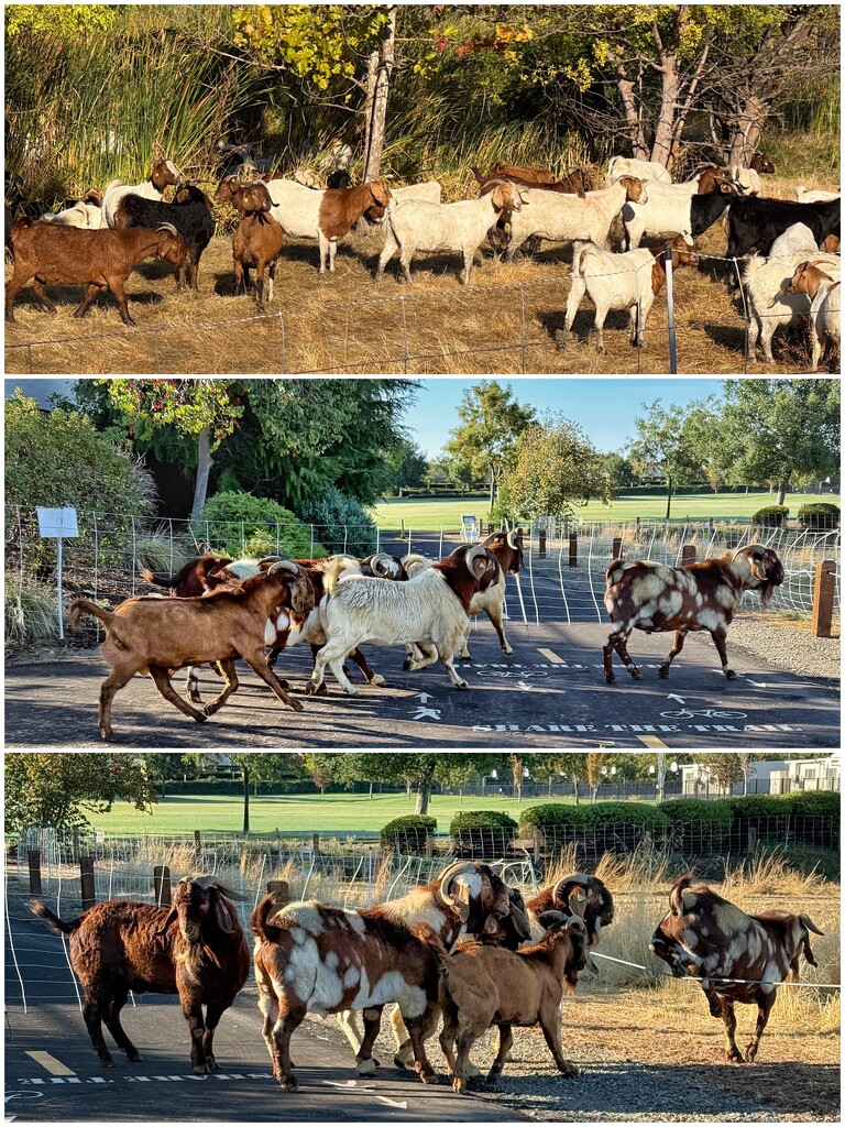 Fire Protectors by shutterbug49