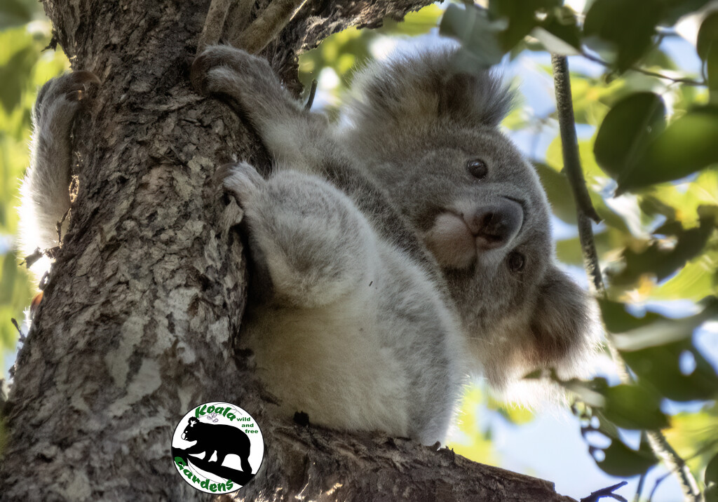 Eden is a constant joy by koalagardens