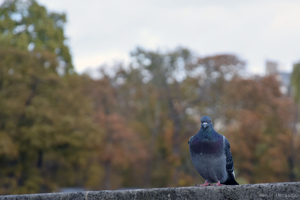 Pigeon by parisouailleurs
