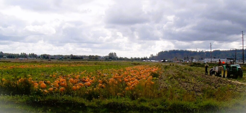 Patch of Plenty by sewfree