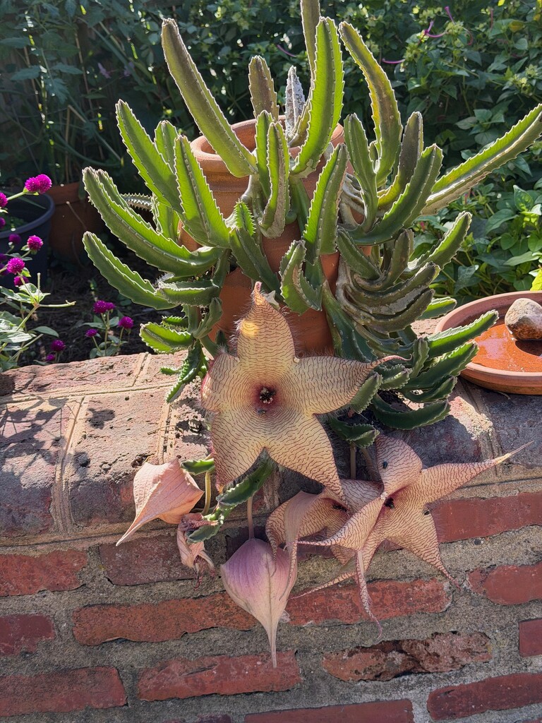 The Never Ending Cactus by allie912