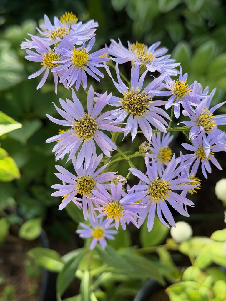 Go Ahead and Aster by allie912