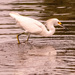The Snowy Egret Was Chasing Dinner! by rickster549