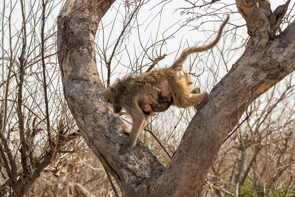 Botswana Day 11 - 5 by yaorenliu