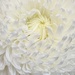Chrysanthemum. David Jones Spring Flower Show. by johnfalconer