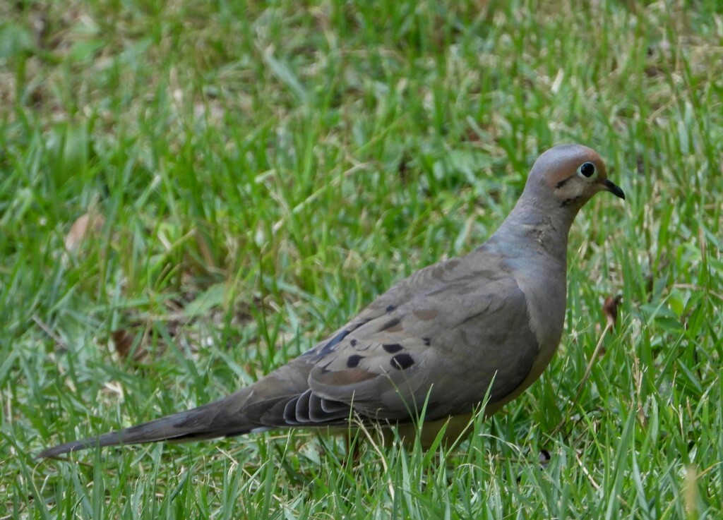 Mourning dove under the feeders... by marlboromaam
