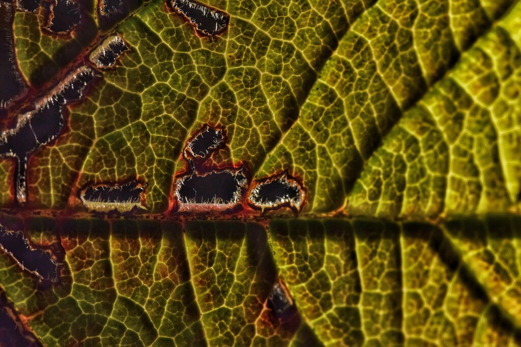 Leaf 5 by dragey74
