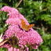 Comma on Sedum