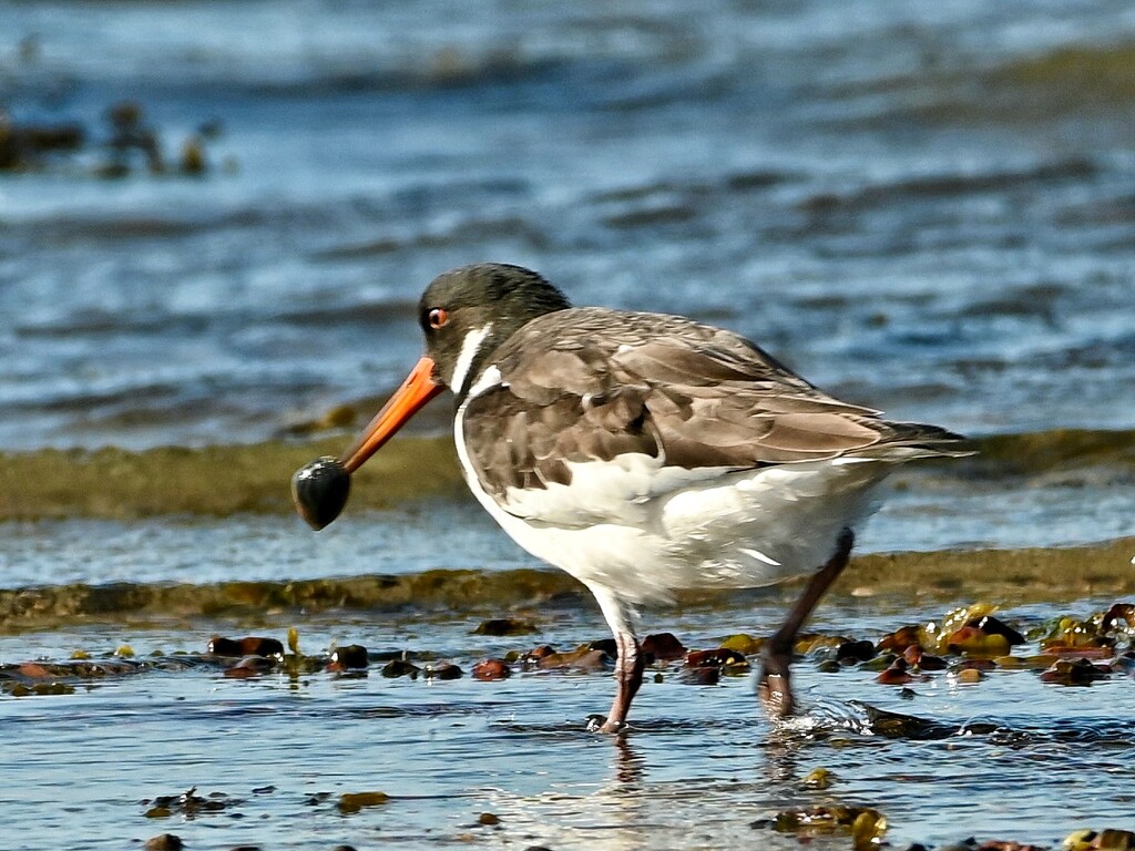 Oystercatcher by wakelys