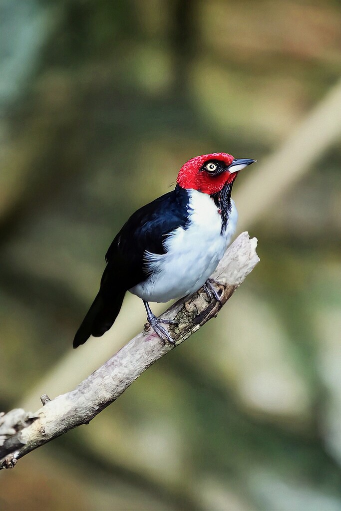 Red Capped Cardinal by randy23